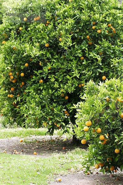 Orangen am Orangenbaum