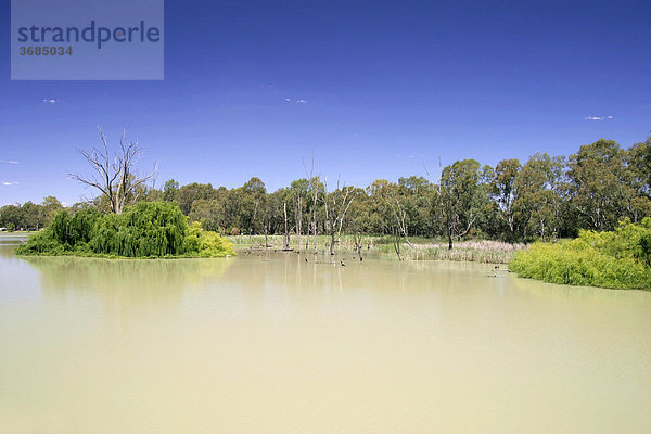 Flusslauf des Murray River mit Weiden und Eukalyptusbäumen. Süd Australien.