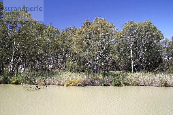 Flusslauf des Murray River mit Eukalyptusbäumen. Süd Australien.