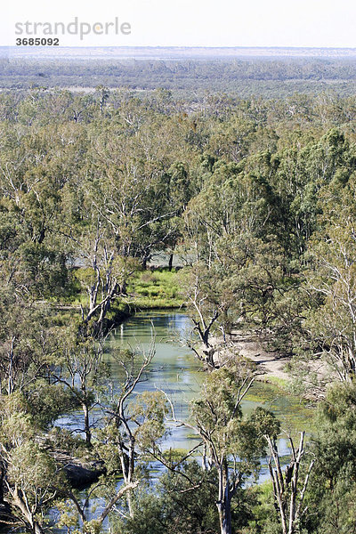 Eukalyptus Bäume am Ufer des Murray River  Paringa  Riverland  Süd Australien