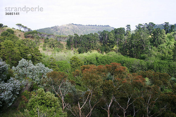Waldgebiet in Süd Australien