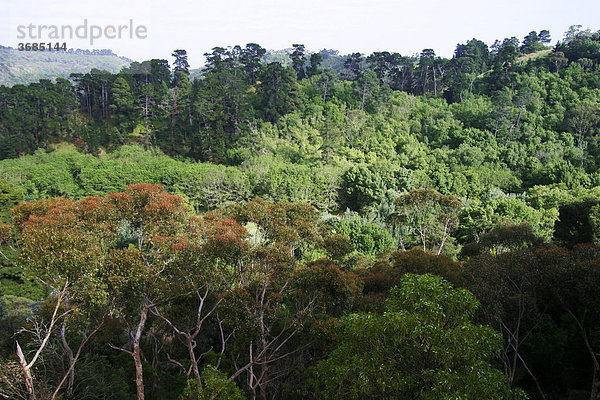 Waldgebiet in Süd Australien