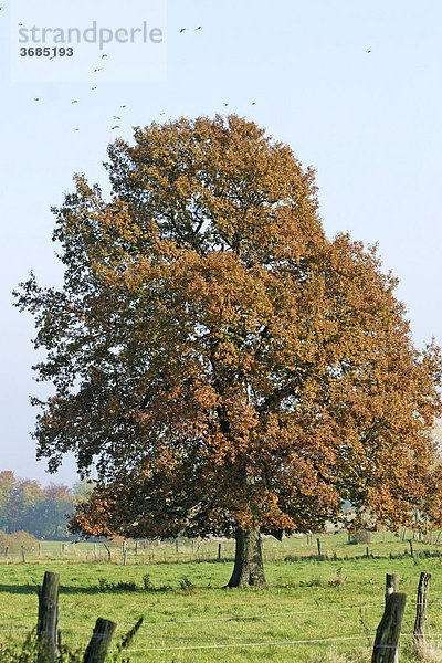 Herbstlich gefärbte Buche (Hutebuche) im hohen Westerwald  Hessen