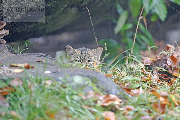 Junge Wildkatze (Felis sylvestris) schaut neugierig