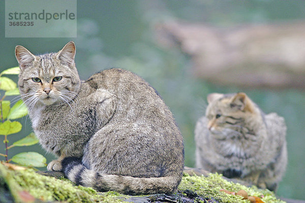 Zwei Wildkatzen (Felis silvestris) sitzen auf einem Baumstamm und blicken neugierig