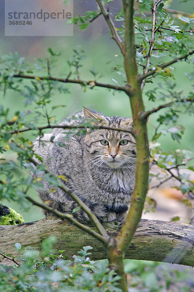 Europäische Wildkatze (Felis sylvestris) späht  Tierpark Weilburg