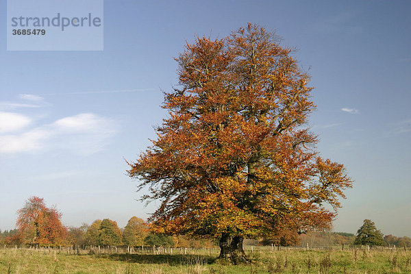 Herbstlich gefärbte Buche (Hutebuche) im hohen Westerwald  Hessen
