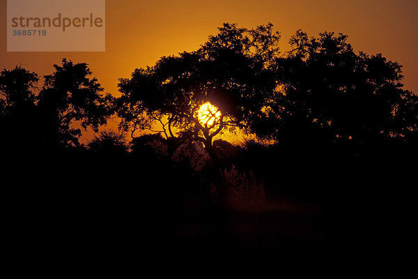 Sonnenuntergang im Okovango Delta Botswana