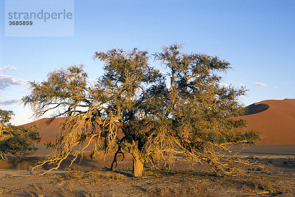 Baum im Morgenlicht in Sossus Vlei Namibia