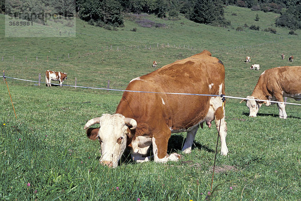 Knieende Kuh beim Fressen Bayern Deutschland