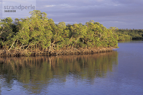 Mangroven Sumpf Florida USA
