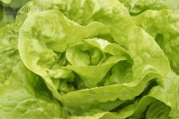 Gruener Salat