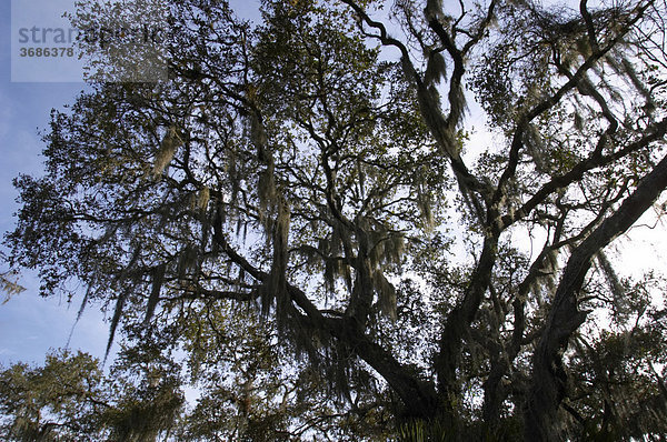 Baum im Gegenlicht mit Spanisch Moos im Myakka River State Park Florida Tillandsia usneoides