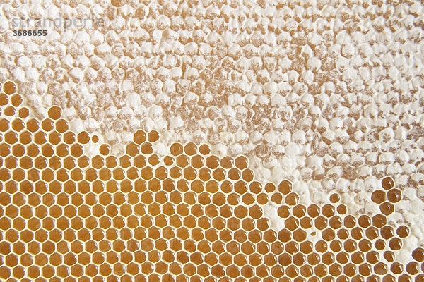 Honigwabe teilweise noch abgedeckt | honeycomb partly covered