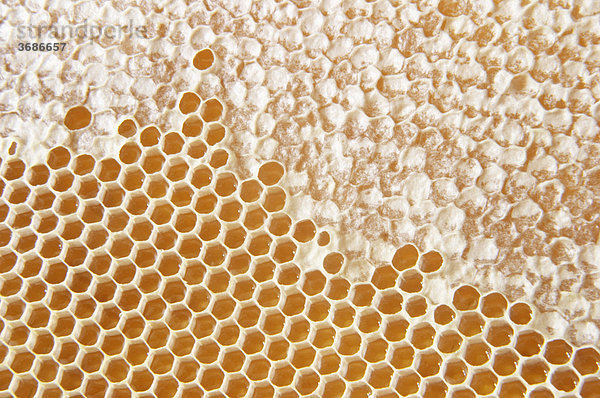 Honigwabe teilweise noch abgedeckt | honeycomb partly covered