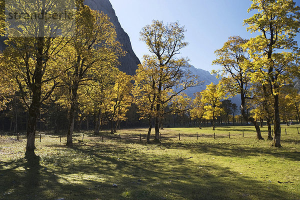 Großer Ahornboden  Herbstfärbung in der Eng  Bergahorn  Acer pseudoplatanus  Österreich