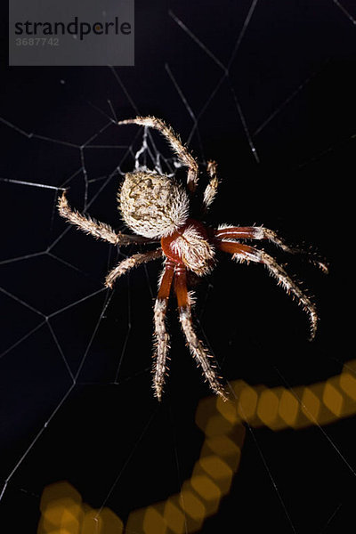 Eine Spinne im Netz bei Nacht