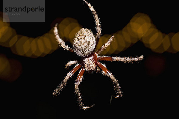 Eine Spinne bei Nacht