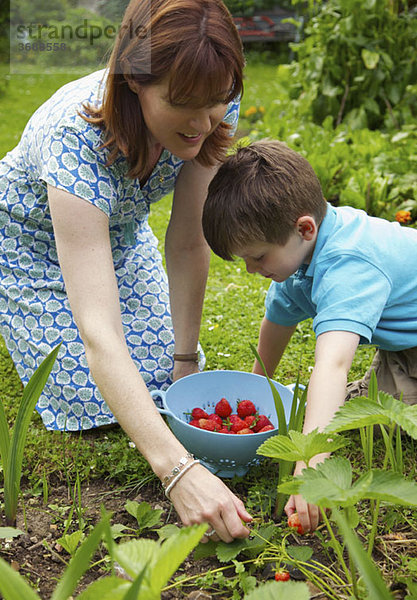 Eine Mutter und ein Sohn pflücken zusammen Erdbeeren.