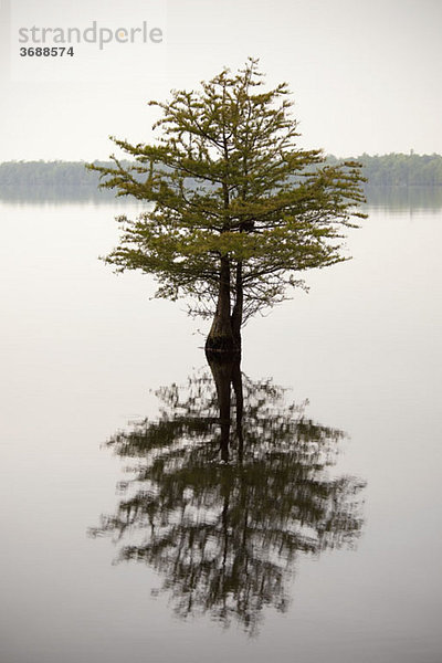 Ein Baum und seine Spiegelung in einem See