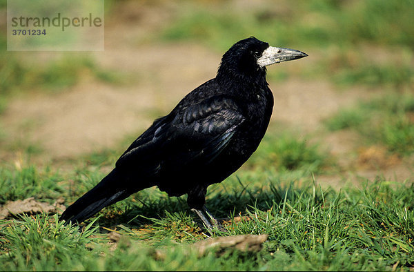 Saatkrähe (Corvus frugilegus) sucht im Gras nach Nahrung
