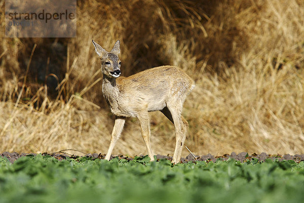 Europäisches Reh (Capreolus capreolus)  Jungtier steht am Rand eines Kohlfeldes