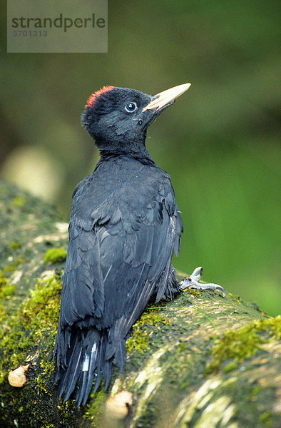 Schwarzspecht (Dryocopus martius)  weiblicher Jungvogel sitzt auf einem bemoosten Birkenast