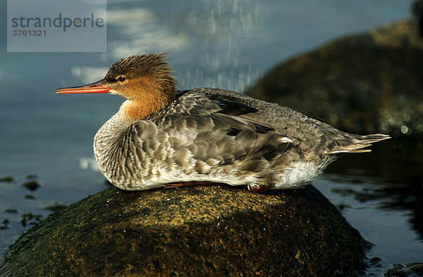 Mittelsäger (Mergus serrator)  Jungvogel sitzt auf einem Stein am Ufer