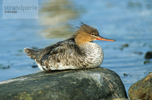 Mittelsäger (Mergus serrator)  Jungvogel sitzt auf einem Stein am Ufer
