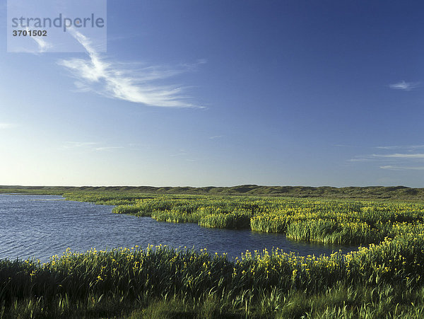 Schwertlilienblüte  Insel Texel  Westfriesische Inseln  Nordsee  Holland