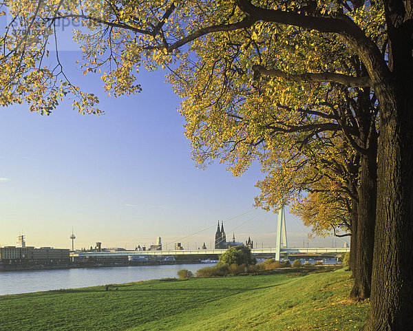 Kölnpanorama im Herbst  Dom  Severinsbrücke  Rheinufer  Köln  Nordrhein-Westfalen  Deutschland