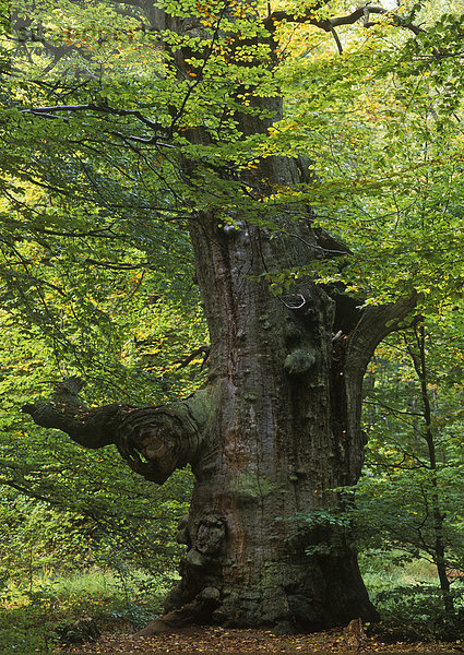 Abgestorbene Eiche (Quercus)  Herbst  Urwald Sababurg  Reinhardswald  Hessen  Deutschland  Europa