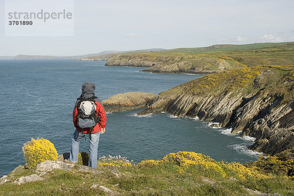 Wanderin schaut auf Küste  Meer  Aussichtspunkt  Pembrokeshire Nationalpark  Wales  Großbritannien  Europa