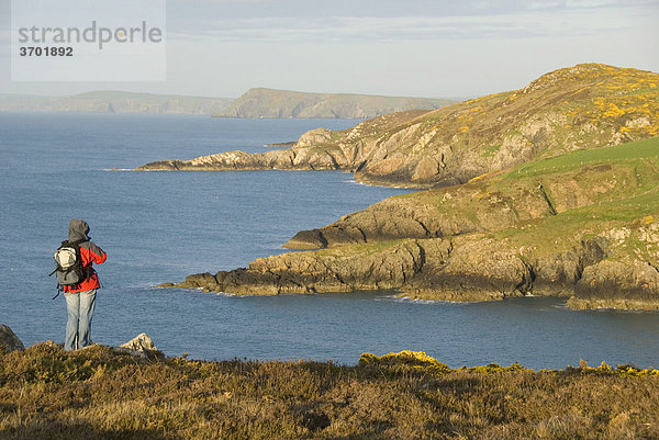 Wanderin schaut auf Küste  Aussichtspunkt  Pembrokeshire  Wales  Großbritannien  Europa