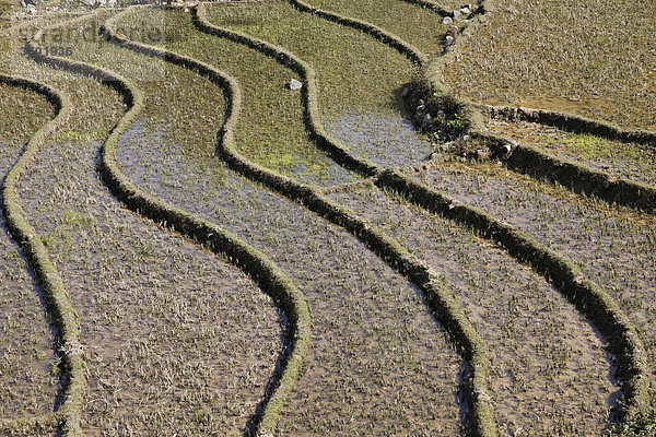 Reisterrassen in den Bergen von Sapa  Vietnam  Südostasien