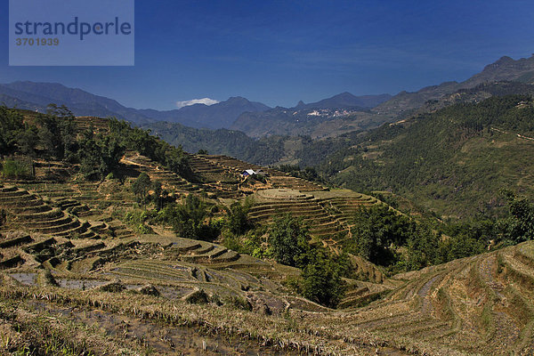 Reisterrassen  Sapa  Hanoi  Nordvietnam  Vietnam  Südostasien