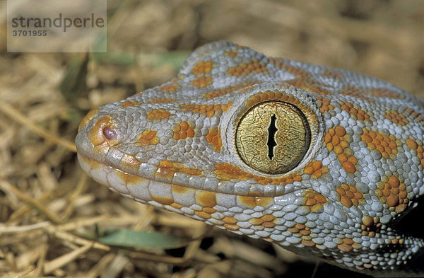 Tokee (Gekko gecko)  Nationalpark Khao Sok  Thailand  Südostasien