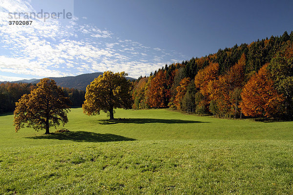 Herbst  Tegernsee  Finsterwald  Bayern  Deutschland  Europa