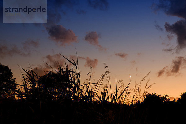 Sonnenuntergang mit Mondsichel über Schilfpflanzen am Ufer des Bifangweiher in Mimmenhausen  Baden-Württemberg  Deutschland  Europa