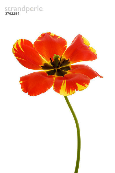 Rote Tulpe (Tulipa)