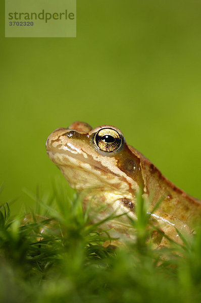 Grasfrosch (Rana temporaria)