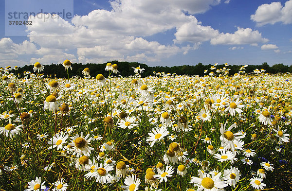 Kamille (Matricaria chamomilla) in einem Rapsfeld  Niedersachsen  Deutschland  Europa