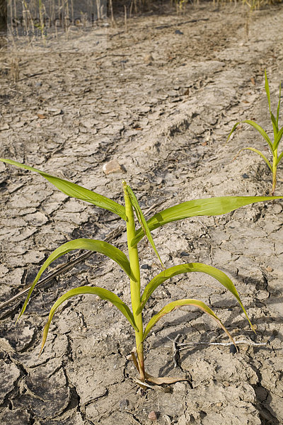 Mais wächst in ausgetrockneter Erde