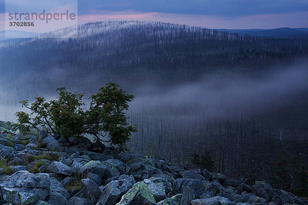 Wolkenstimmung am Lusengipfel  Nationalpark Bayrischer Wald  Bayern  Deutschland  Europa