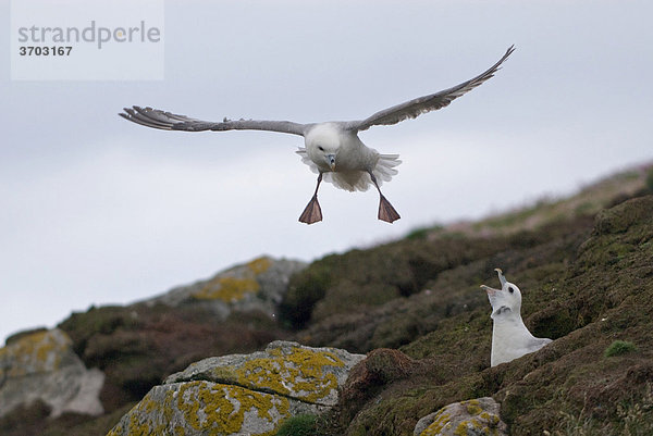 Eissturmvogel (Fulmarus glacialis) faucht einen vorbeifliegenden Vogel an  Fair Isle  Shetlands  Schottland  Großbritannien  Europa