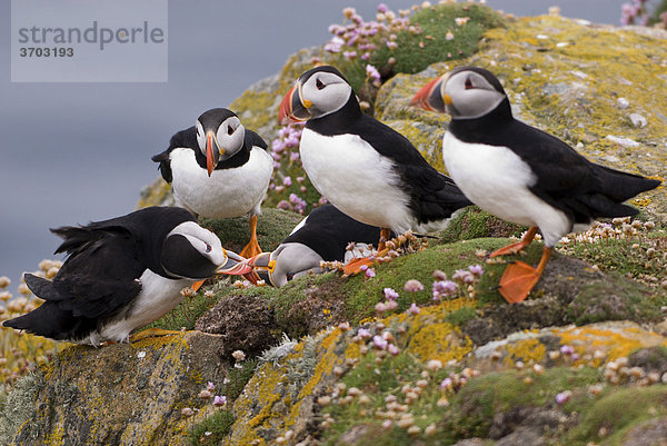 Kleine Auseinandersetzung unter Papageitauchern (Fratercula arctica)  Fair Isle  Shetlands  Schottland  Großbritannien  Europa