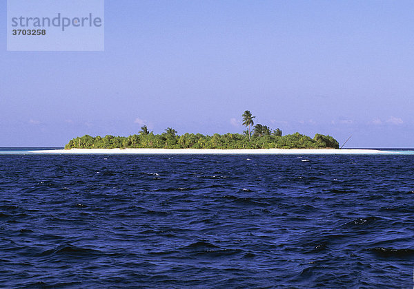 Palmeninsel im Ari Adoo Atoll  Malediven  Indischer Ozean