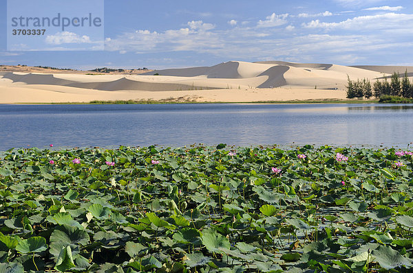 Weißer See mit Seerosen  hinten Sanddüne der White Sand Dunes  vietnamesische Sahara Bau Ba  Bao Trang  White Lake  Vietnam  Asien