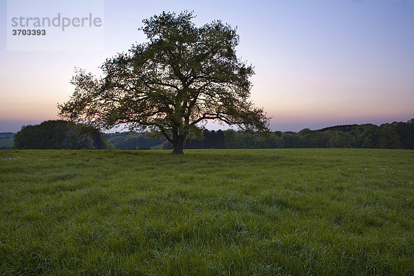 Baum  Landschaft  Abenddämmerung