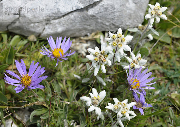 Edelweiß (Leontopodium alpinum) und Alpen-Aster (Aster alpinus)